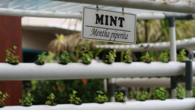 
					Dukung Praktik Keberlanjutan, Hotel Ciputra Jakarta Tingkatkan Komitmen Green Hospitality Melalui Kebun Hidroponik